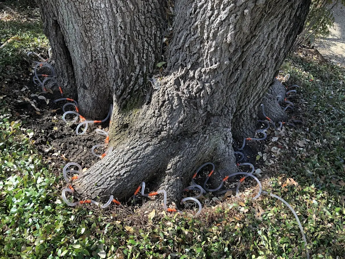 Detailed Tree Cabling and Bracing job site in El Mirage
