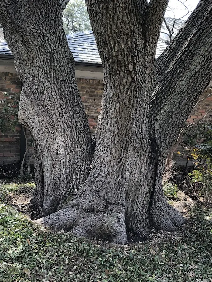 Mature heritage tree close to a El Mirage property cared for by certified arborists